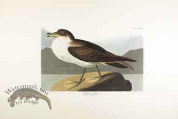 Wandering Shearwater